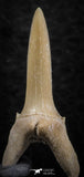 06443 - Great Collection of 5 Striatolamia macrota Shark Teeth Paleocene