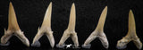06443 - Great Collection of 5 Striatolamia macrota Shark Teeth Paleocene