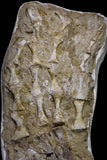 20995 - Museum Grade 23.07 Inch Unidentified Mosasaur Complete Paddle Limb Bones