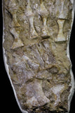 20995 - Museum Grade 23.07 Inch Unidentified Mosasaur Complete Paddle Limb Bones