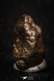 05270 - Partial NWA L-H Type Unclassified Ordinary Chondrite Meteorite 4.2g