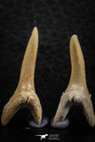 06446 - Great Collection of 6 Striatolamia macrota Shark Teeth Paleocene