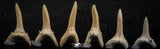 06446 - Great Collection of 6 Striatolamia macrota Shark Teeth Paleocene