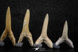 06446 - Great Collection of 6 Striatolamia macrota Shark Teeth Paleocene