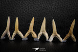 06448 - Great Collection of 6 Striatolamia macrota Shark Teeth Paleocene