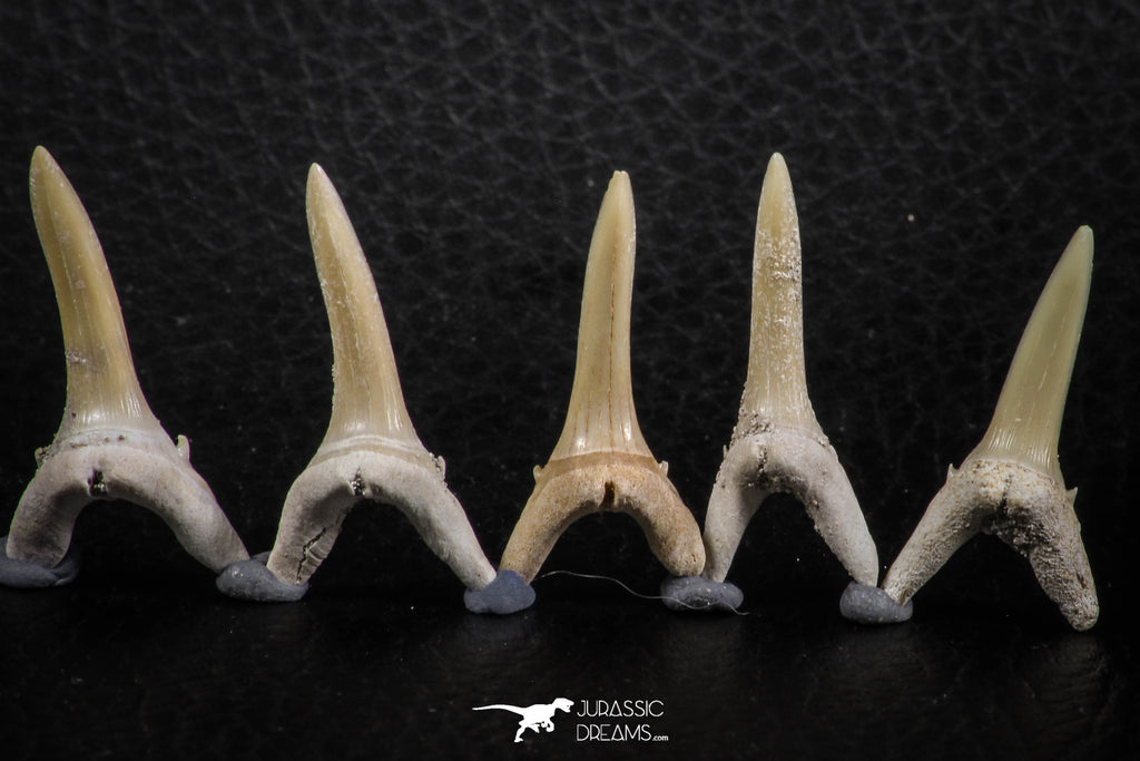 06449 - Great Collection of 5 Striatolamia macrota Shark Teeth Paleocene