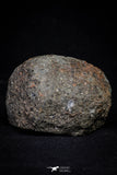 20998-14 - NWA Possible Achondrite Meteorite Porphyritic Basalt. In study. 233g
