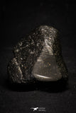 20999-59 - NWA Possible Achondrite Meteorite Porphyritic Basalt. In study. 192 g