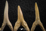 06450 - Great Collection of 5 Striatolamia macrota Shark Teeth Paleocene