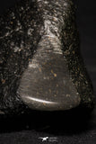 20999-59 - NWA Possible Achondrite Meteorite Porphyritic Basalt. In study. 192 g