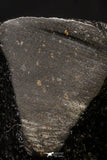 20999-59 - NWA Possible Achondrite Meteorite Porphyritic Basalt. In study. 192 g