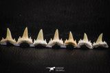 06451 - Great Collection of 7 Brachycarcharias atlasi Sand Tiger Shark Teeth Paleocene