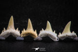 06451 - Great Collection of 7 Brachycarcharias atlasi Sand Tiger Shark Teeth Paleocene