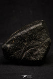 20999-59 - NWA Possible Achondrite Meteorite Porphyritic Basalt. In study. 192 g