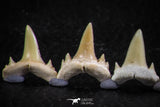 06451 - Great Collection of 7 Brachycarcharias atlasi Sand Tiger Shark Teeth Paleocene
