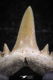 06451 - Great Collection of 7 Brachycarcharias atlasi Sand Tiger Shark Teeth Paleocene