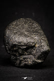 20999-59 - NWA Possible Achondrite Meteorite Porphyritic Basalt. In study. 192 g