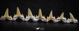 06451 - Great Collection of 7 Brachycarcharias atlasi Sand Tiger Shark Teeth Paleocene