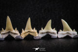 06451 - Great Collection of 7 Brachycarcharias atlasi Sand Tiger Shark Teeth Paleocene