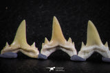 06451 - Great Collection of 7 Brachycarcharias atlasi Sand Tiger Shark Teeth Paleocene