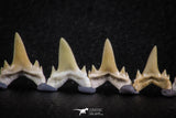 06451 - Great Collection of 7 Brachycarcharias atlasi Sand Tiger Shark Teeth Paleocene