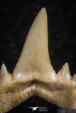 06451 - Great Collection of 7 Brachycarcharias atlasi Sand Tiger Shark Teeth Paleocene