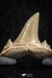 06452 - Great Collection of 6 Brachycarcharias atlasi Sand Tiger Shark Teeth Paleocene