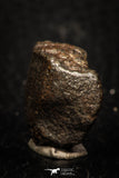 05278 - Partial NWA L-H Type Unclassified Ordinary Chondrite Meteorite 8.9g
