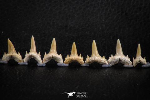 06453 - Great Collection of 7 Brachycarcharias atlasi Sand Tiger Shark Teeth Paleocene