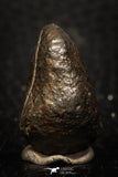 05279 - Fully Complete NWA L-H Type Unclassified Ordinary Chondrite Meteorite 8.9g