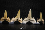 06453 - Great Collection of 7 Brachycarcharias atlasi Sand Tiger Shark Teeth Paleocene