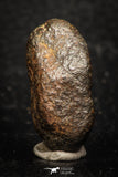 05280 - Fully Complete NWA L-H Type Unclassified Ordinary Chondrite Meteorite 9.3g