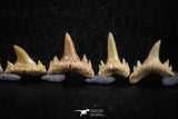 06454 - Great Collection of 8 Brachycarcharias atlasi Sand Tiger Shark Teeth Paleocene