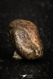 05280 - Fully Complete NWA L-H Type Unclassified Ordinary Chondrite Meteorite 9.3g