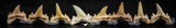 06454 - Great Collection of 8 Brachycarcharias atlasi Sand Tiger Shark Teeth Paleocene