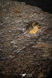 05281 - Partial NWA L-H Type Unclassified Ordinary Chondrite Meteorite 28.1g