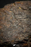 05281 - Partial NWA L-H Type Unclassified Ordinary Chondrite Meteorite 28.1g