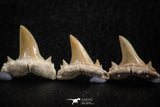 06455 - Great Collection of 5 Brachycarcharias atlasi Sand Tiger Shark Teeth Paleocene