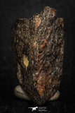 05281 - Partial NWA L-H Type Unclassified Ordinary Chondrite Meteorite 28.1g