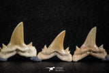 06455 - Great Collection of 5 Brachycarcharias atlasi Sand Tiger Shark Teeth Paleocene