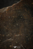 05282 - Nice Polished Section NWA Unclassified L-H Type Ordinary Chondrite Meteorite 29.6g