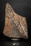 05282 - Nice Polished Section NWA Unclassified L-H Type Ordinary Chondrite Meteorite 29.6g