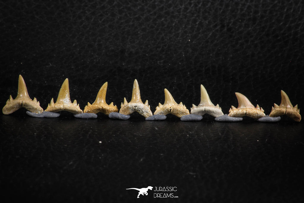 06456 - Great Collection of 8 Brachycarcharias atlasi Sand Tiger Shark Teeth Paleocene