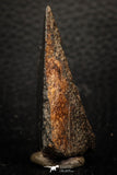 05282 - Nice Polished Section NWA Unclassified L-H Type Ordinary Chondrite Meteorite 29.6g