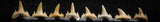 06456 - Great Collection of 8 Brachycarcharias atlasi Sand Tiger Shark Teeth Paleocene