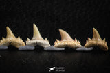 06456 - Great Collection of 8 Brachycarcharias atlasi Sand Tiger Shark Teeth Paleocene