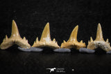 06456 - Great Collection of 8 Brachycarcharias atlasi Sand Tiger Shark Teeth Paleocene