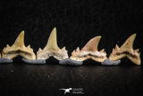 06456 - Great Collection of 8 Brachycarcharias atlasi Sand Tiger Shark Teeth Paleocene