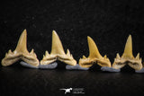 06456 - Great Collection of 8 Brachycarcharias atlasi Sand Tiger Shark Teeth Paleocene