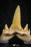 06456 - Great Collection of 8 Brachycarcharias atlasi Sand Tiger Shark Teeth Paleocene